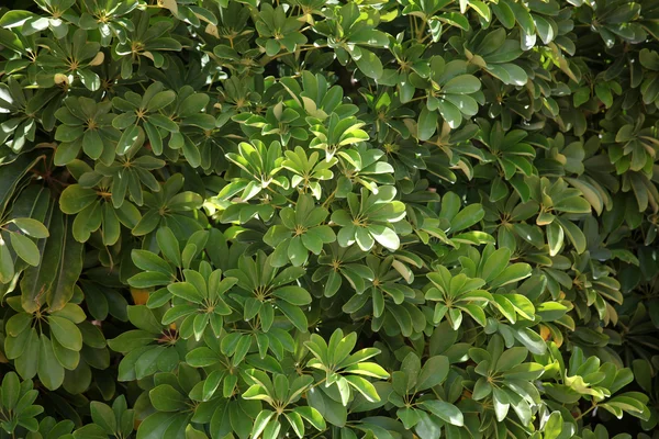 Pozadí zelené tropické listy — Stock fotografie