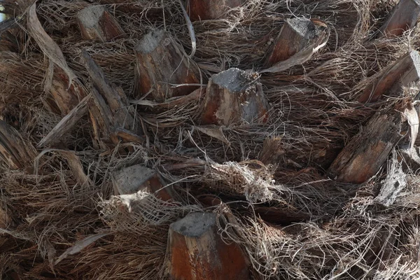 The texture of the old tropical wood — Stock Photo, Image