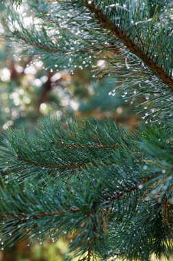 Yeşil çam dallarına yağmur damlaları