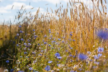 Sarı kulak tarlalarının arka planında mavi çiçek