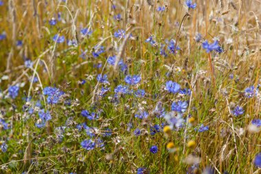 Sarı kulak tarlalarının arka planında mavi çiçek