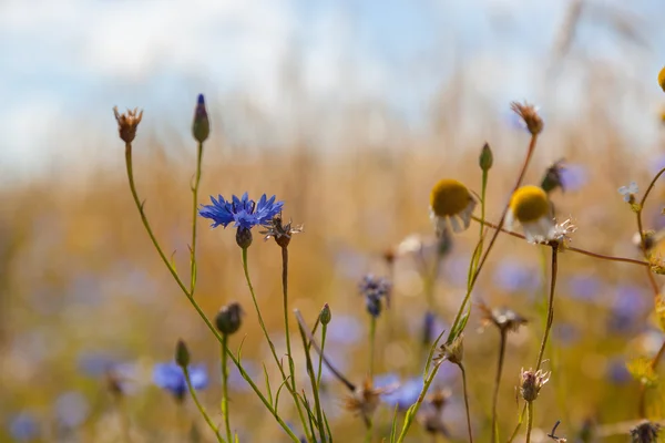 Blaue Kornblumen Auf Einem Hintergrund Aus Gelben Ährenfeldern — Stockfoto