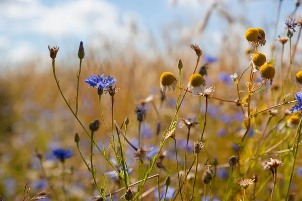 Blaue Kornblumen Auf Einem Hintergrund Aus Gelben Ährenfeldern — Stockfoto