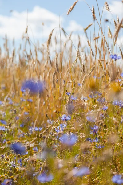 Sarı Kulak Tarlalarının Arka Planında Mavi Çiçek — Stok fotoğraf