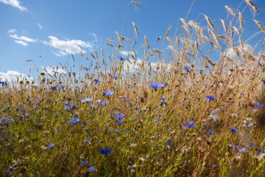 Mavi gökyüzü arka planında çiviler ve çiçek