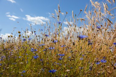 Mavi gökyüzü arka planında çiviler ve çiçek