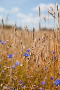 Mavi gökyüzü arka planında çiviler ve çiçek