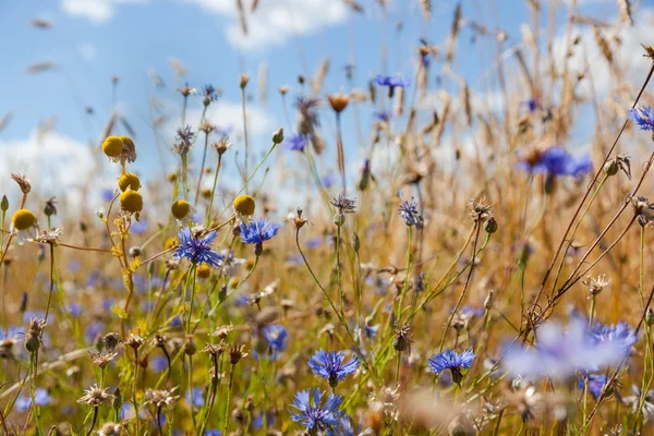 Blaue Kornblumen Auf Einem Hintergrund Aus Gelben Ährenfeldern — Stockfoto