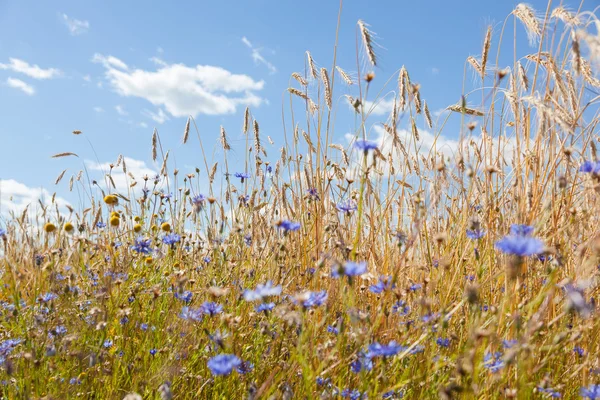 Ähren Und Kornblumen Vor Dem Hintergrund Des Blauen Himmels — Stockfoto