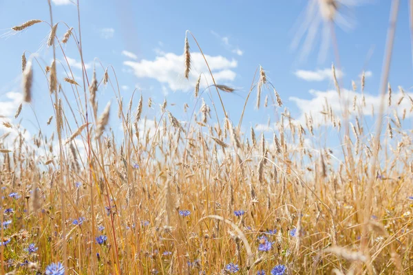 Ähren Und Kornblumen Vor Dem Hintergrund Des Blauen Himmels — Stockfoto