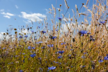 Mavi gökyüzü arka planında çiviler ve çiçek
