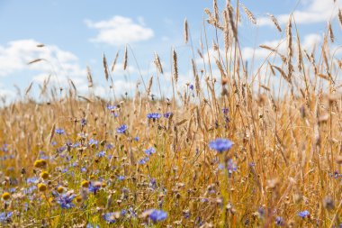 Mavi gökyüzü arka planında çiviler ve çiçek