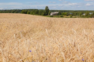 Sarı çavdar tarlası ve orman yeşil ve mavi gökyüzü