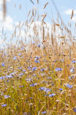 Mavi gökyüzü arka planında çiviler ve çiçek