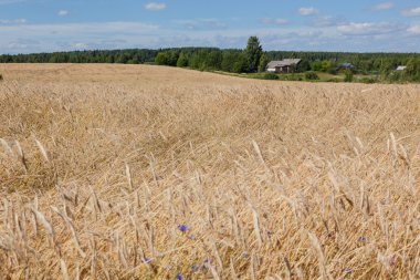 Sarı çavdar tarlası ve orman yeşil ve mavi gökyüzü