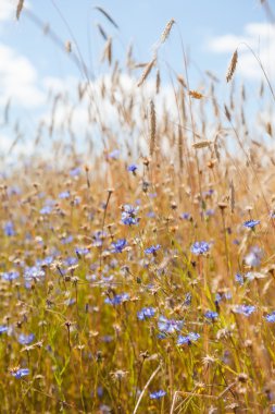 Mavi gökyüzü arka planında çiviler ve çiçek