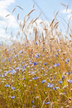 Mavi gökyüzü arka planında çiviler ve çiçek