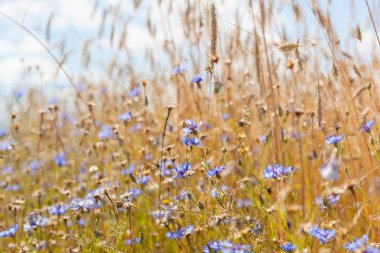 Mavi gökyüzü arka planında çiviler ve çiçek
