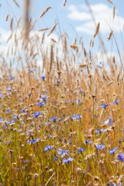 Mavi gökyüzü arka planında çiviler ve çiçek