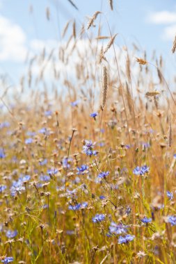 Mavi gökyüzü arka planında çiviler ve çiçek