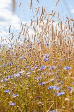 Mavi gökyüzü arka planında çiviler ve çiçek