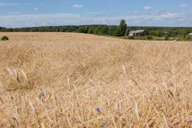 Sarı çavdar tarlası ve orman yeşil ve mavi gökyüzü