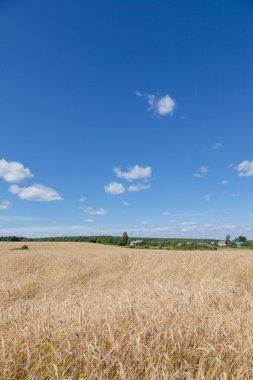 Sarı çavdar tarlası ve orman yeşil ve mavi gökyüzü