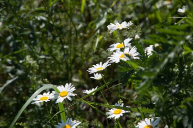 Çimenlerdeki kardamlaları