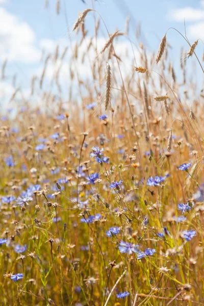 Ähren Und Kornblumen Vor Dem Hintergrund Des Blauen Himmels — Stockfoto