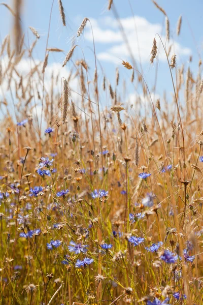 Ähren Und Kornblumen Vor Dem Hintergrund Des Blauen Himmels — Stockfoto