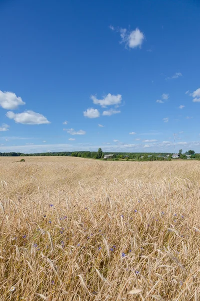 Sarı çavdar tarlası ve orman yeşil ve mavi gökyüzü