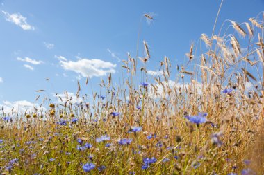 Mavi gökyüzü arka planında çiviler ve çiçek