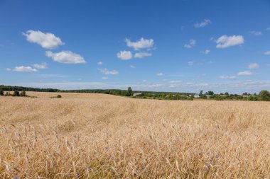 Sarı çavdar tarlası ve orman yeşil ve mavi gökyüzü