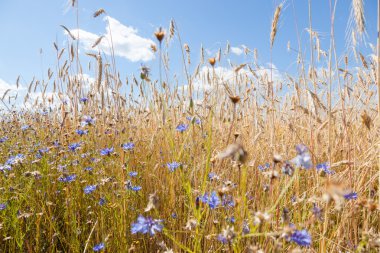 Mavi gökyüzü arka planında çiviler ve çiçek