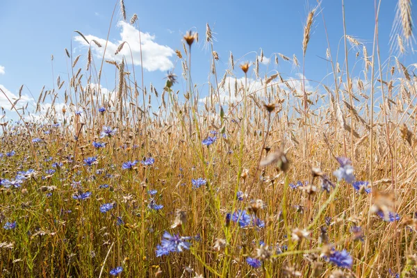 Spikes Cornflowers Background Blue Sky Background — Stock Photo, Image