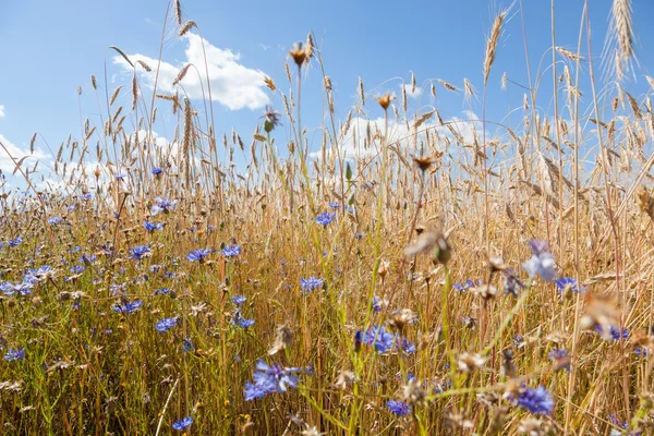 Ähren Und Kornblumen Vor Dem Hintergrund Des Blauen Himmels — Stockfoto