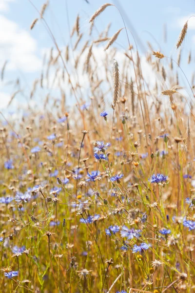 Ähren Und Kornblumen Vor Dem Hintergrund Des Blauen Himmels — Stockfoto