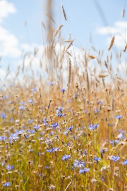 Mavi gökyüzü arka planında çiviler ve çiçek