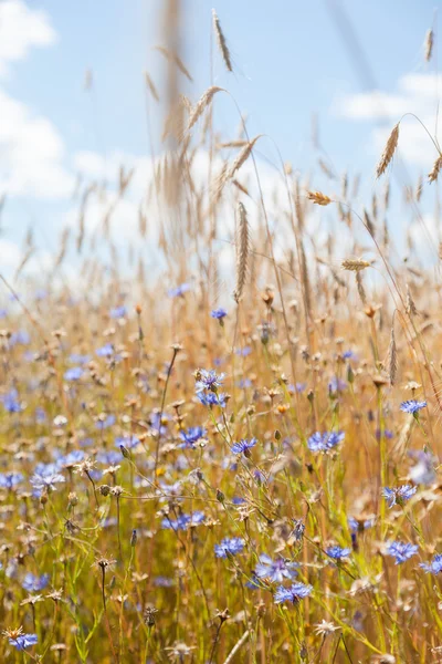 Ähren Und Kornblumen Vor Dem Hintergrund Des Blauen Himmels — Stockfoto