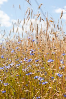 Mavi gökyüzü arka planında çiviler ve çiçek