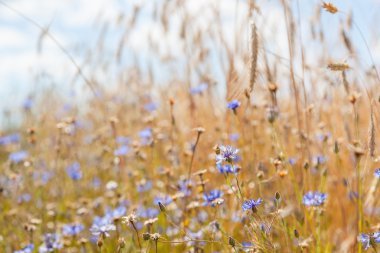 Mavi gökyüzü arka planında çiviler ve çiçek