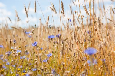 Mavi gökyüzü arka planında çiviler ve çiçek