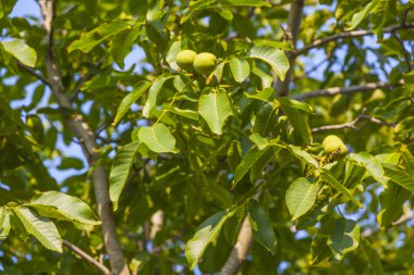Mavi gökyüzünde yeşil sulu yaprakların arkaplanı