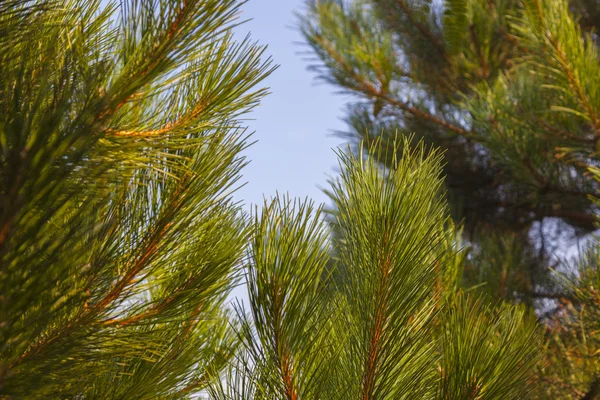 Grön Tall Nålar Blå Himmel Bakgrund — Stockfoto