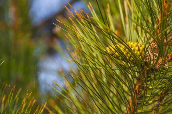 Groene Dennennaalden Blauwe Lucht Achtergrond — Stockfoto