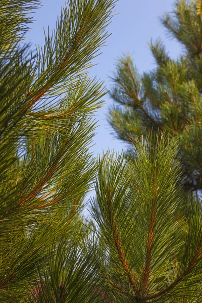 Green Pine Needles Blue Sky Background — Stock Photo, Image