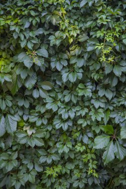 yeşil yaprakları duvarın arka