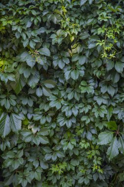 yeşil yaprakları duvarın arka