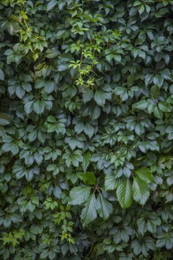 yeşil yaprakları duvarın arka