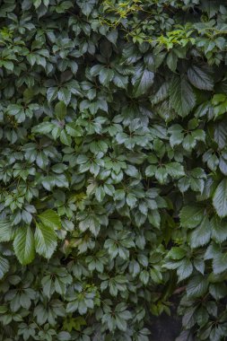 yeşil yaprakları duvarın arka